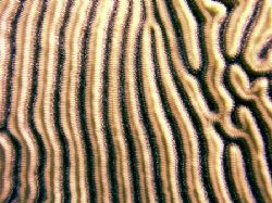 Detail of brain coral, taken on the Belize Barrier Reef. by Martin Spragg 